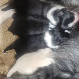 Picasso - Black and white male Border Collie puppy in Powder Springs, Georgia from Snowbird Border Collies