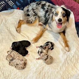 Cookie - Miniature American Shepherd