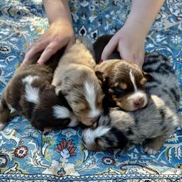 Australian Shepherd Puppies from Frozen Nort Aussies