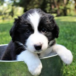 Border Collie Puppies from Team Reeves Ranch