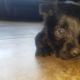 Scottish Terrier Puppies from Atta Scottie