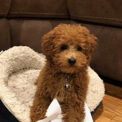 Poodle Puppies from Rawkiss Poodles