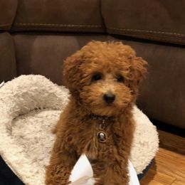 Poodle Puppies from Rawkiss Poodles