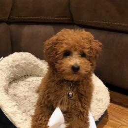 Poodle Puppies from Rawkiss Poodles