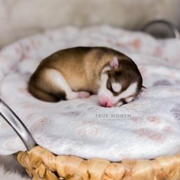 Pomsky Puppies from True North Pomskies