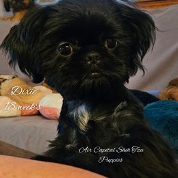 Dixie - Shih Tzu