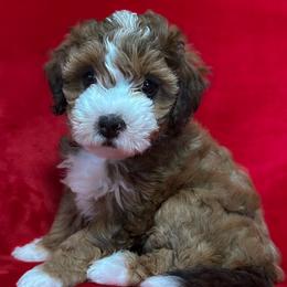 Ava (Gardner) - Tri-color female Bernedoodle puppy in Bradenton, Florida from Peanut Butter Doodles