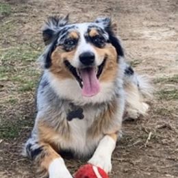Miniature Australian Shepherds from Blue Moon Miniature Aussies
