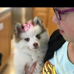 Pomeranian and Pomsky Puppies from Spillman's Specialty Breeding