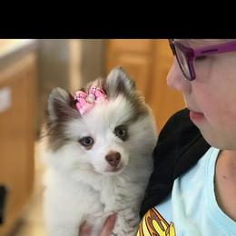 Pomeranian and Pomsky Puppies from Spillman's Specialty Breeding