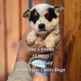 Boy 5 - Blue mottled male Australian Cattle Dog puppy in Monroe, North Carolina from Creek View Cattle Dogs