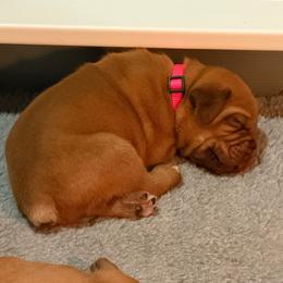 Pink Collar - Fawn female Dogue de Bordeaux puppy in Folsom, California from Santacera Dogue de Bordeaux