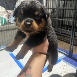 Girl 3 - Black and mahogany female Rottweiler puppy in Detroit, Michigan from Dark Storm Kennels