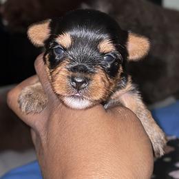 Pearl (Grey collar) - Black and gold female Yorkshire Terrier puppy in Dearborn Heights, Michigan from Taste Of Flavor LLC