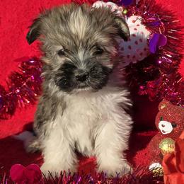 Be My Valentine - Gold sable male Havanese puppy in Vinita, Oklahoma from Locust Creek Shih Tzu & Havanese