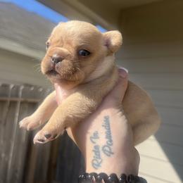 Gucci - Cream male French Bulldog puppy in Porter, Texas from Red Label Frenchies