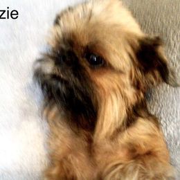 Lizzie - Brussels Griffon