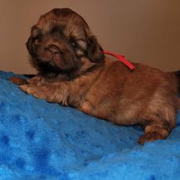 Boy 3     1900.00 - Liver male Shih Tzu puppy in Wooster, Ohio from Mending Hearts Shih Tzu's