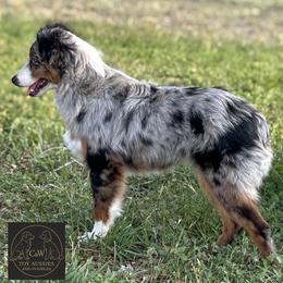 Jolene - Toy Australian Shepherd