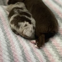 Australian Shepherd Puppies from Forgotten Coast Australian Shepherds