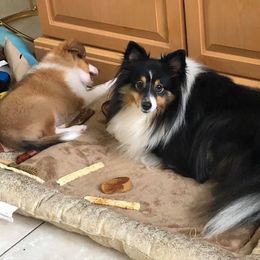 Shetland Sheepdog All Grown Up from Fox Point Farm Toy Shelties