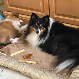 Shetland Sheepdog All Grown Up from Fox Point Farm Toy Shelties