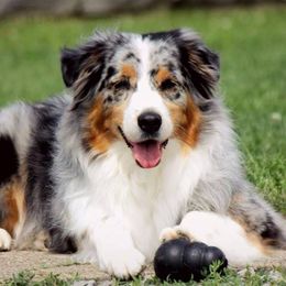 Australian Shepherds from Everlasting Aussies