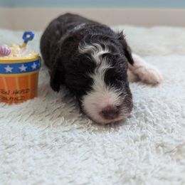Aussiedoodle Puppies from Fur Hollow Puppies