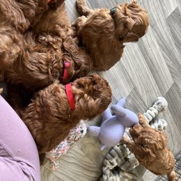 Cavapoo Puppies from Nana Oodles
