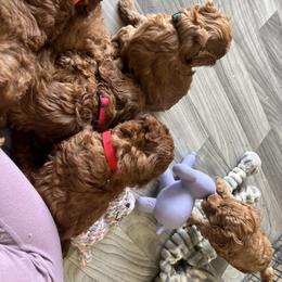Cavapoo Puppies from Nana Oodles