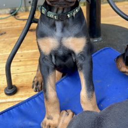 Doberman Pinscher Puppies from Bhon Mhuir Dobermanns