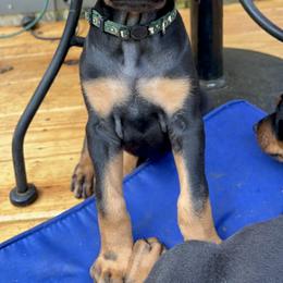 Doberman Pinscher Puppies from Bhon Mhuir Dobermanns