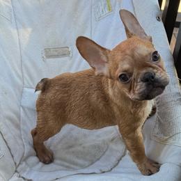 Burch - Fawn male French Bulldog puppy in Saucier, Mississippi from Mississippi Sound Frenchies
