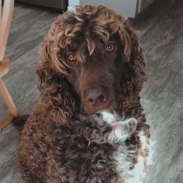Bobo - Labradoodle