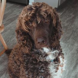 Bobo - Labradoodle