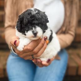 Snoopy - Sable - Parti male Poodle puppy in Graham, North Carolina from Cyndi’s Poodles