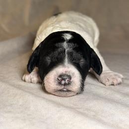 Belle - Parti female Goldendoodle puppy in Saint Louis, Missouri from Jax Doodles