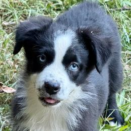 Boone - Black & white male Miniature Australian Shepherd puppy in Patterson, North Carolina from DreamLine Aussies