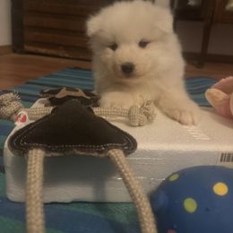 Pink - White female Samoyed puppy in Goldendale, Washington from Better’s Samoyeds