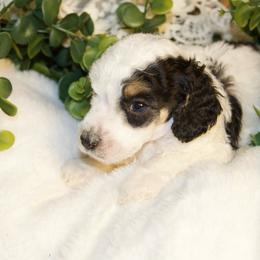 Black Tri Male - Phantom male Poodle puppy in Belgreen, Alabama from Scott’s Farm Poodles and Doodles