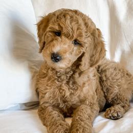 Bernedoodles and Poodles from SoFun Doodles & Poodles