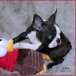 Boston Terrier Puppies from Rhondanas Boston Terriers