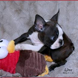 Boston Terrier Puppies from Rhondanas Boston Terriers