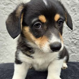"Gusty" Dark Blue Collar - Black and tan Pembroke Welsh Corgi puppy in Boise, Idaho from Eevee's Corgidex