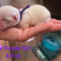 Purple Girl - White female Maltipoo puppy in Sahuarita, Arizona from Cowgirl's Legacy Maltipoos