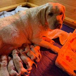 Frost - Yellow male Labrador Retriever puppy in Hartland, Vermont from Enlightened Labs