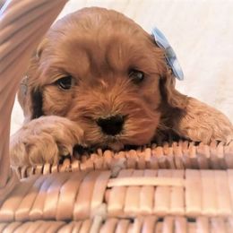 Cavapoo Puppies from Clearview Canines
