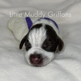Purple male - Brown and gray male Wirehaired Pointing Griffon puppy in Williston, North Dakota from Little Muddy Griffons