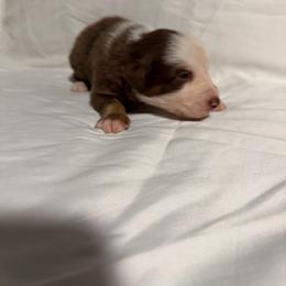 K - Red tri-color male Australian Shepherd puppy in Lynnville, Indiana from Moonlightaussies