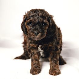 Yellow collar girl - Tri-color female Cavapoo puppy in Eagle Mountain, Utah from Liberty Farms Puppies